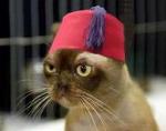 MUTABIK kullancsnn avatar