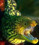 albertfish kullancsnn avatar