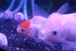 Ranchu kullancsnn avatar